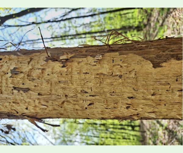 Pílovka Xiphydria longicollis