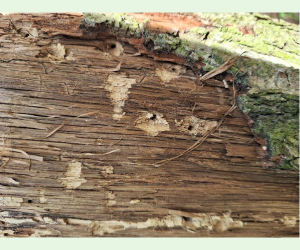 Pílovka Xiphydria longicollis