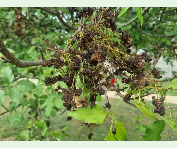 Roztoč Aceria fraxinivora