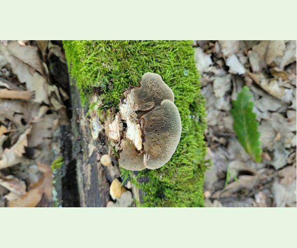 Sieťkovček červenkastý