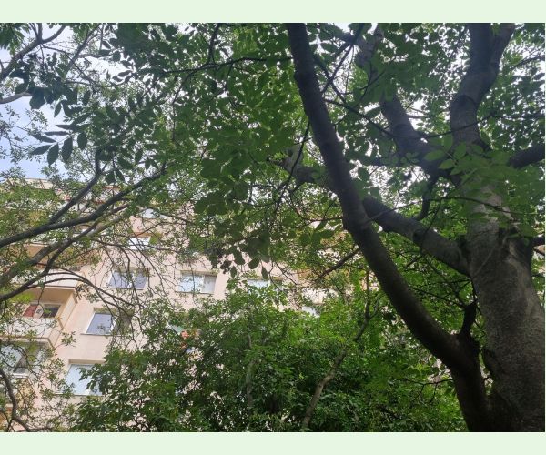 Roztoč Aceria fraxinivora