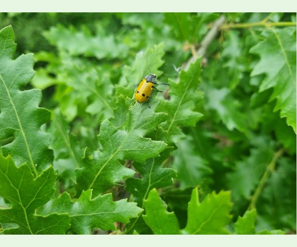 Liskavka Lachnaia sexpunctata