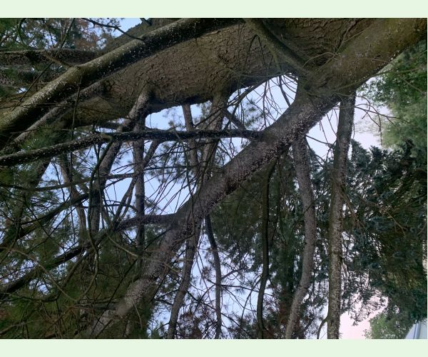 Kôrovnica vejmutovková