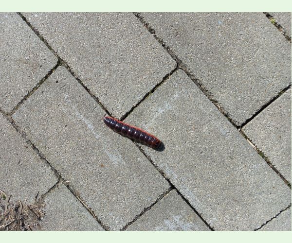 Drevotoč obyčajný