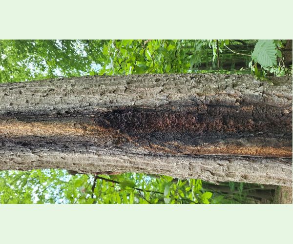 Akútne hynutie dubov