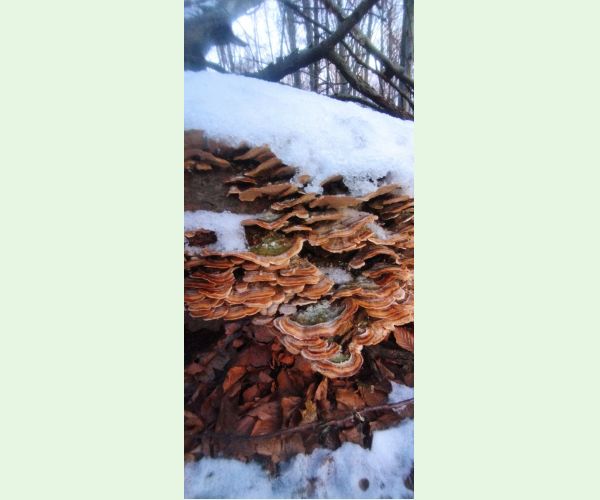 Trúdnikovec pestrý