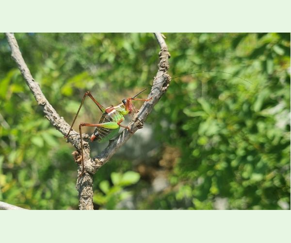 Kobylka Barbitistes yersini