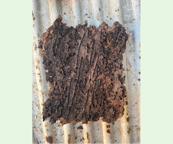 Lykožrút smrekový