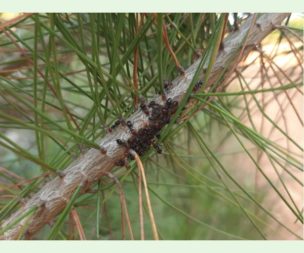 Medovnica borovicová