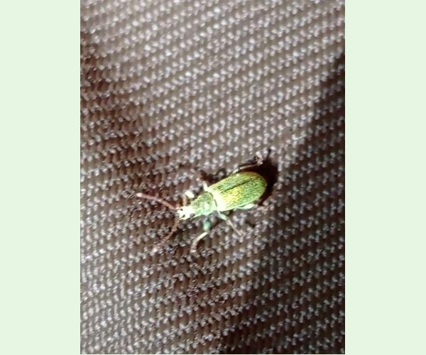 Nosániky Phyllobius a Polydrusus