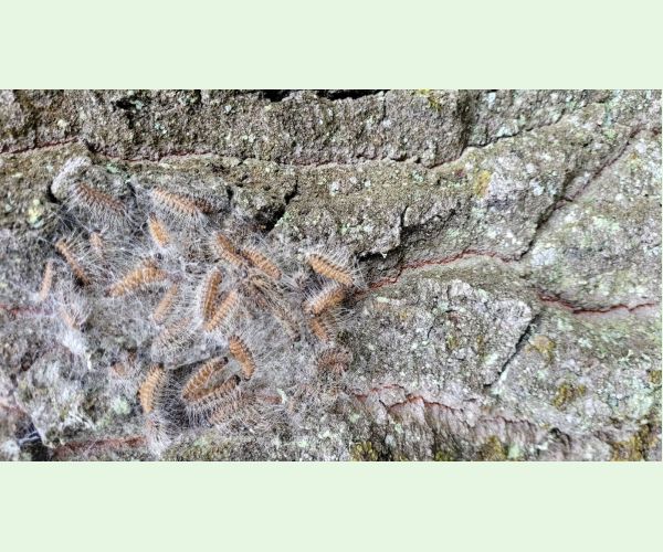 Priadkovček dubový