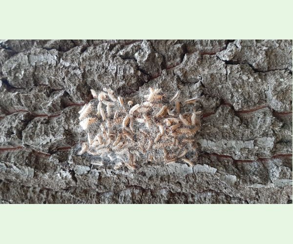 Priadkovček dubový