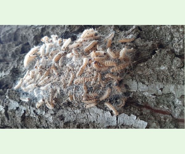 Priadkovček dubový