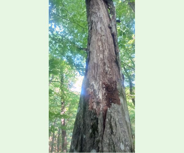 Červotoč obyčajný