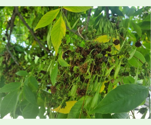 Roztoč Aceria fraxinivora