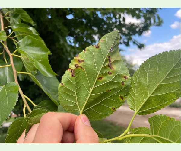 Škvrnitosť listov moruše