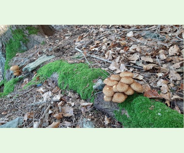 Šupinovka šupinatá