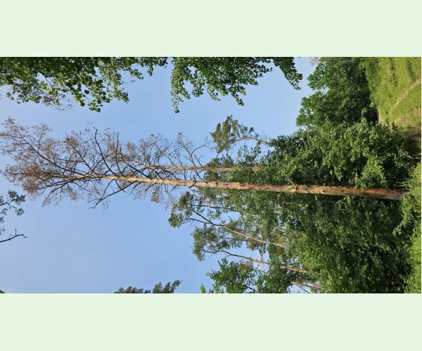 Lykožrút borovicový