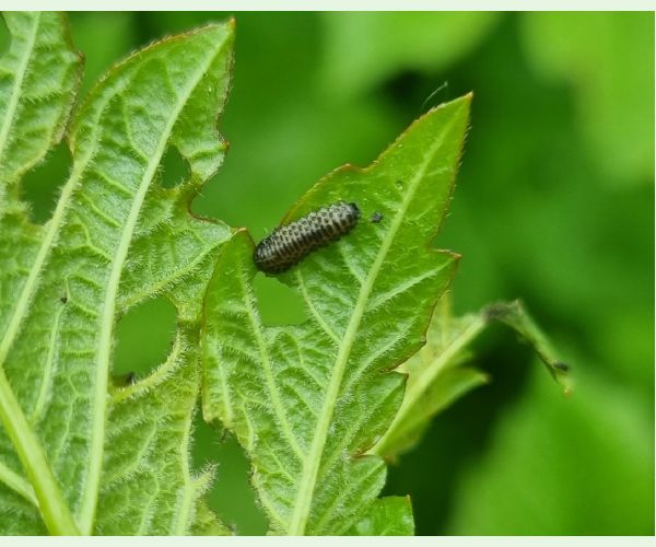 Váhavec Pyrrhalta viburni