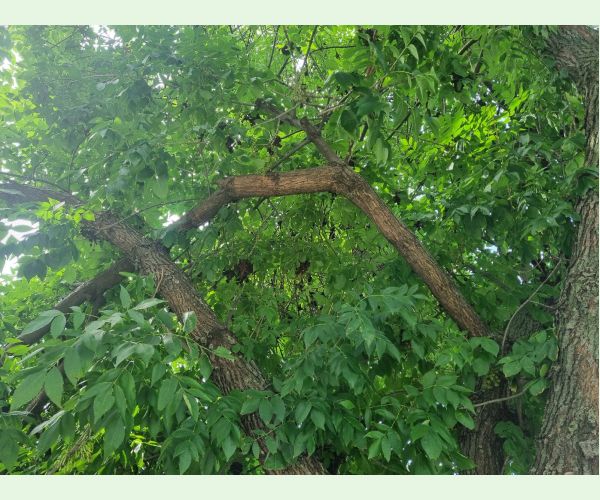 Roztoč Aceria fraxinivora