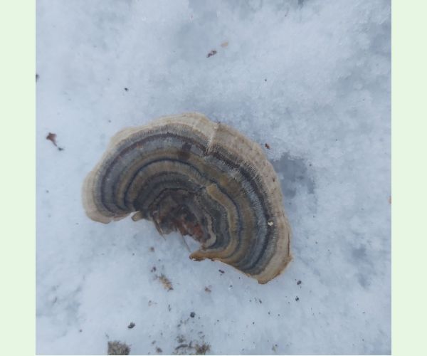 Trúdnikovec pestrý