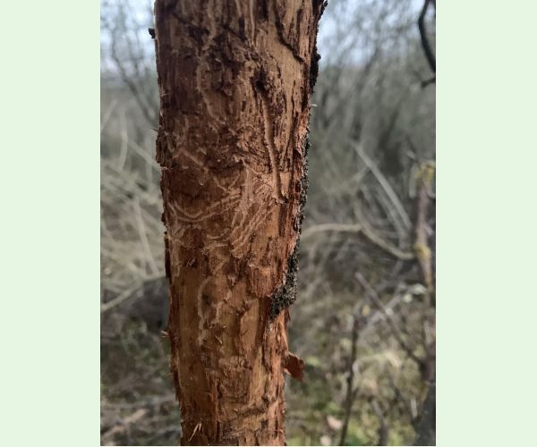 Podkôrnik slivkový