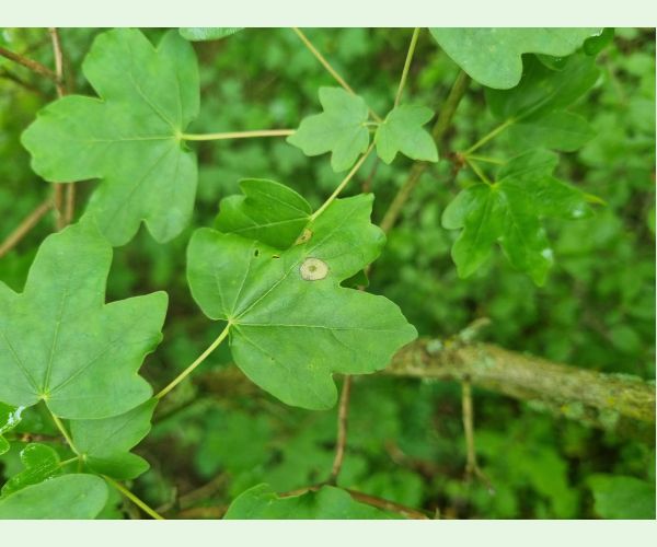 Hrčiarka Acericecis campestre