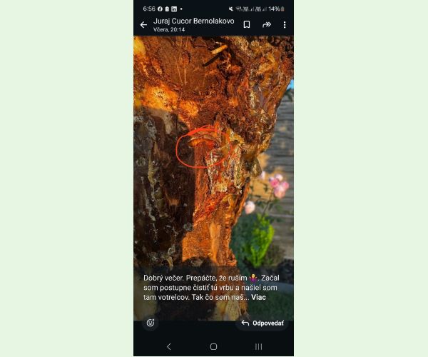 Drevotoč obyčajný