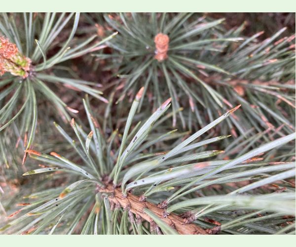 Medovnica borovicová