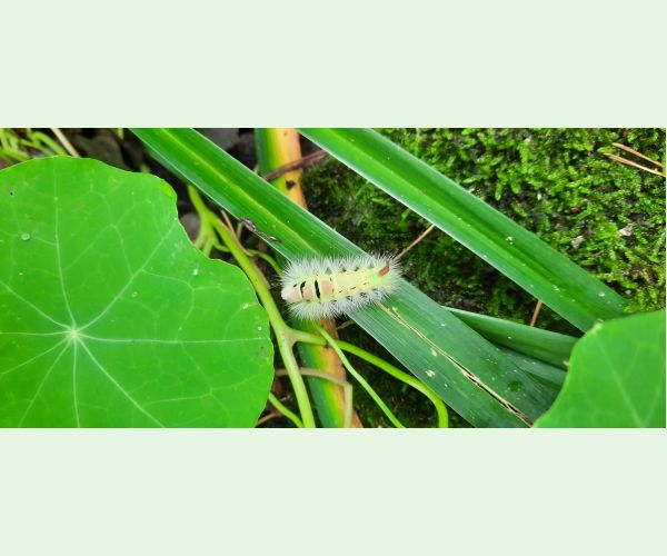 Štetinavec orechový