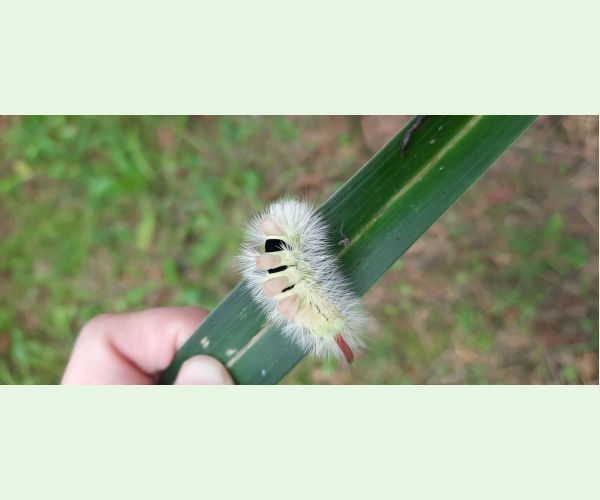 Štetinavec orechový