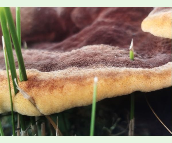 Hnedák Schweinitzov