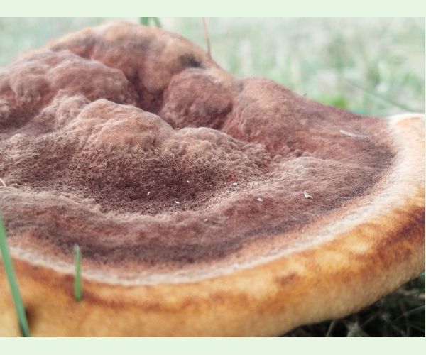 Hnedák Schweinitzov