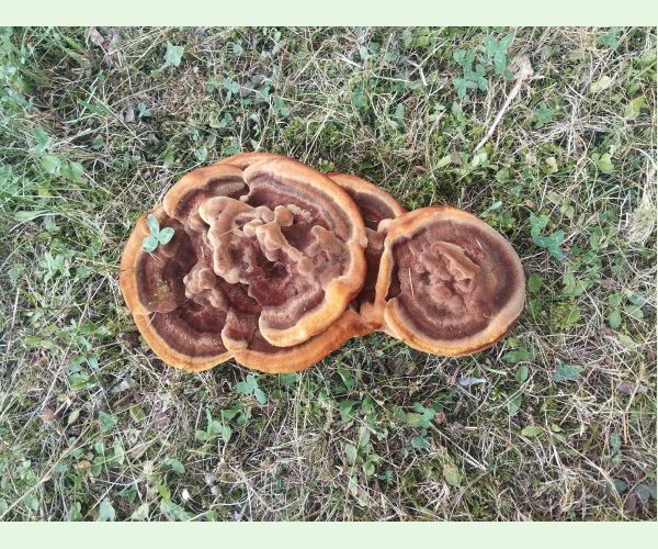 Hnedák Schweinitzov