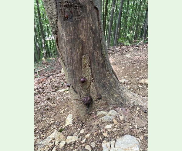 Daldínia koncentrická