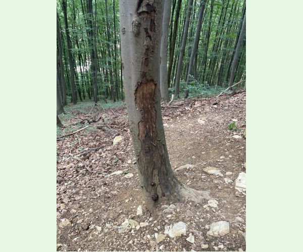 Daldínia koncentrická