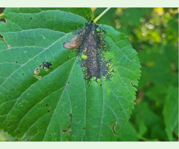 Huba Paraconiothyrium tiliae