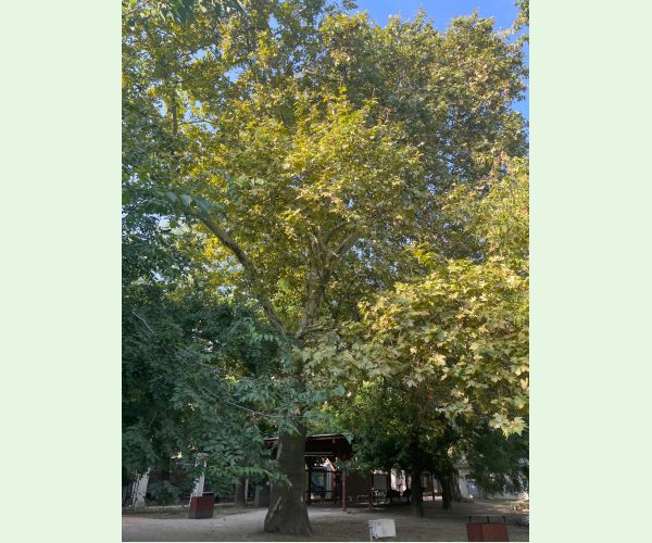 Sietnička platanová