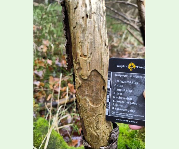 A - Ambiguously determined, we are not sure