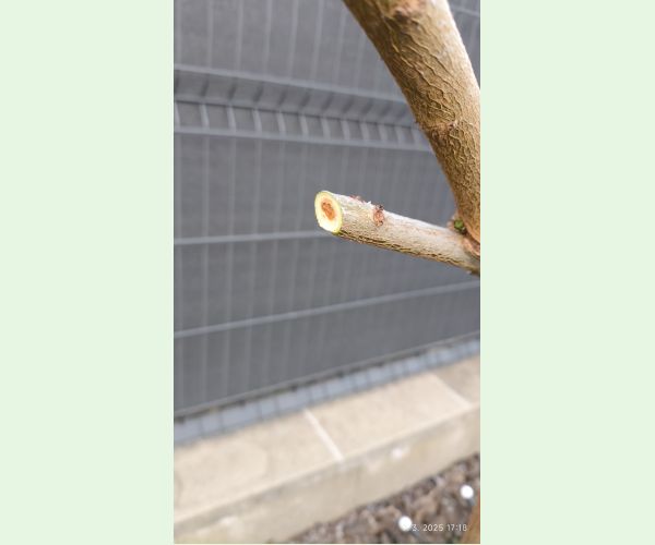 Fuzáč dvojbodkový