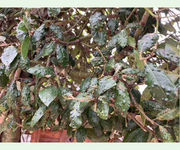 Roztoč Aceria ilicis