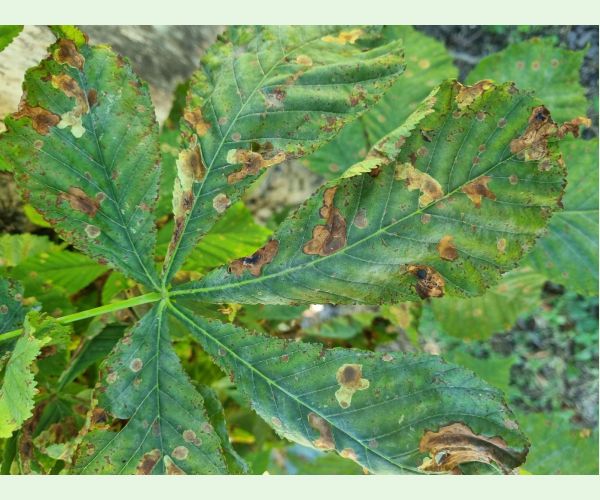 Ploskáčik pagaštanový