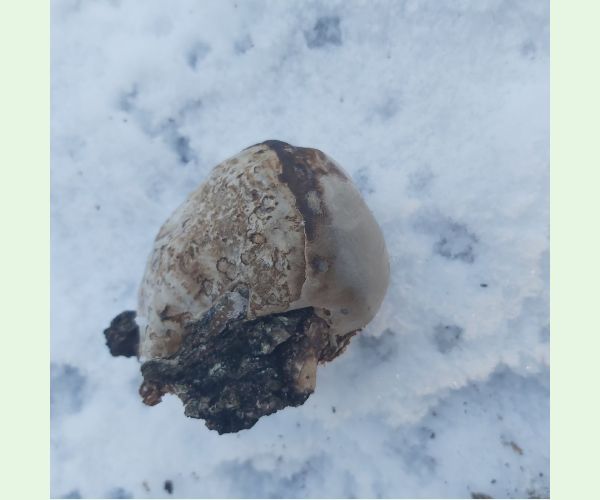 Brezovník obyčajný