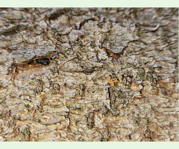 Lykožrút smrekový