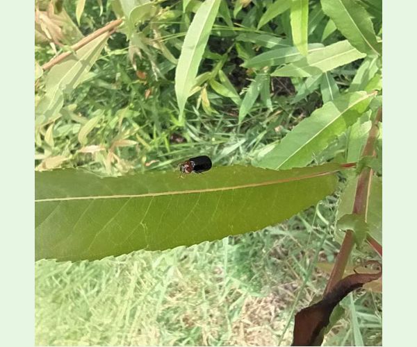 Liskavka Crepidodera spp.