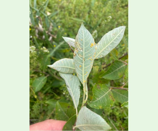 Hnedospórka vŕbová