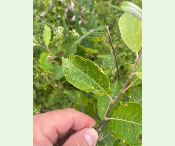 Hnedospórka vŕbová