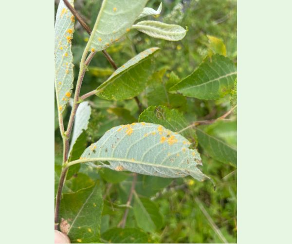 Hnedospórka vŕbová