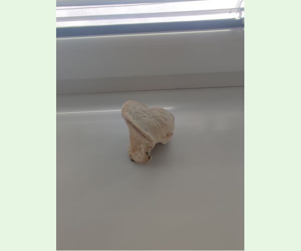 Trúdnikovec hrbatý