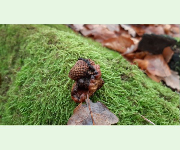 Hrčiarka Andricus dentimitratus